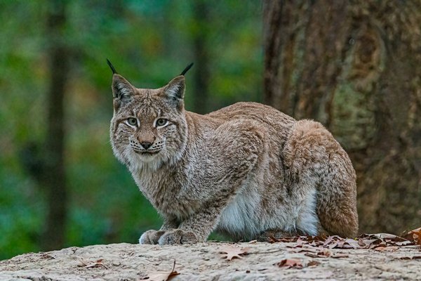 Comment organiser un camping pour observer les lynx dans les montagnes d'Europe?